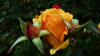 الورد البرتقالي