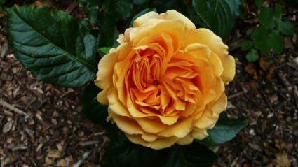 Hoa hồng màu da cam