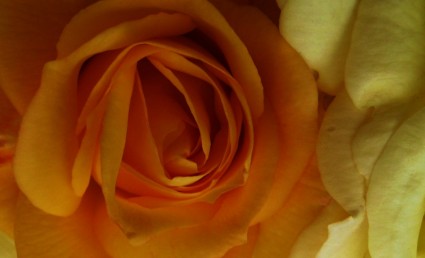 Hoa hồng màu da cam