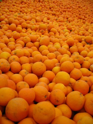 jeruk Spanyol cerah