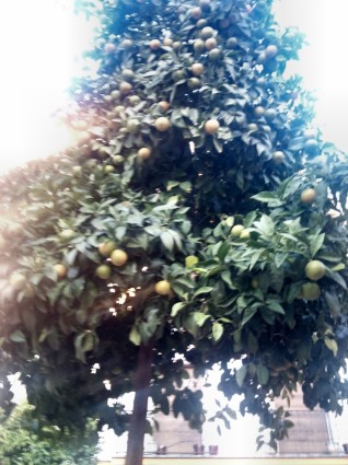 pohon jeruk