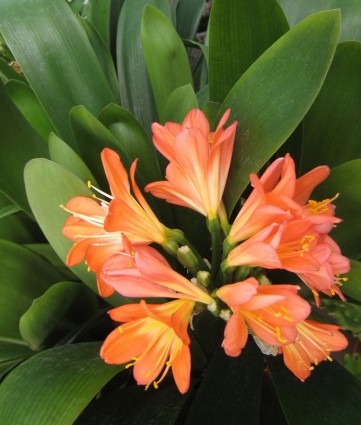 オレンジ色の熱帯の花