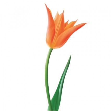 tulipe orange