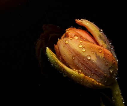 Tulipan pomarańczowy kwiat