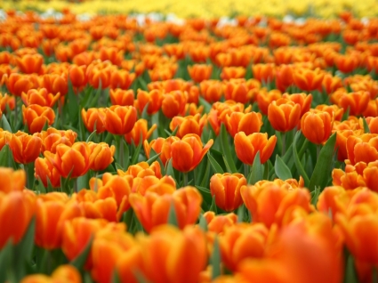 tulipes orange papier peint à fleurs nature
