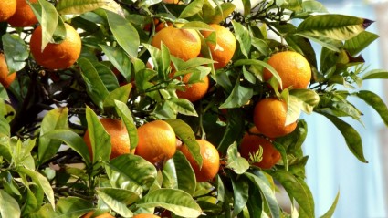 オレンジの果樹