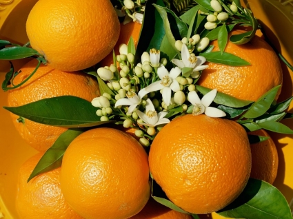 laranjas, papel de parede natureza plantas