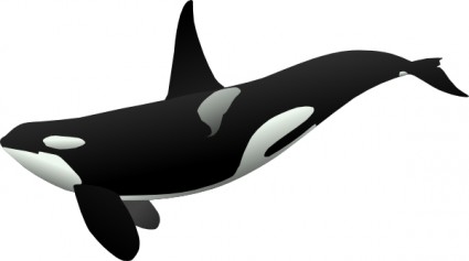 orca 클립 아트