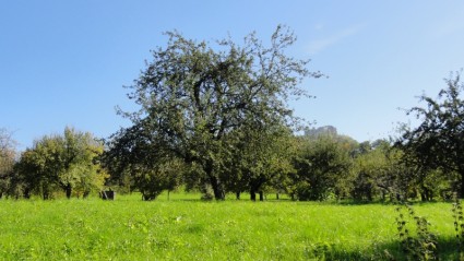 果樹園の木のフルーツの木