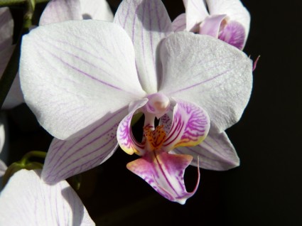 phalaenopsis السحلية فراشة الأوركيد