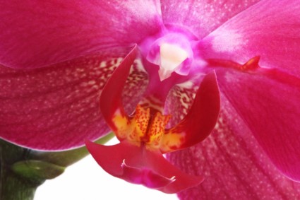 Orchidee Blume
