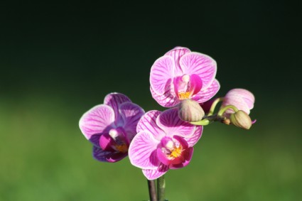 roxo da flor da orquídea