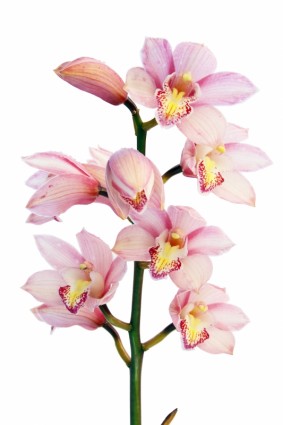 planta de Orquídea flores