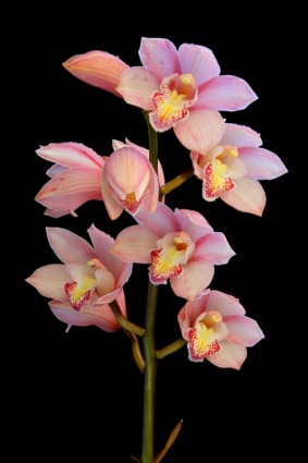 Orchidee blüht Pflanze