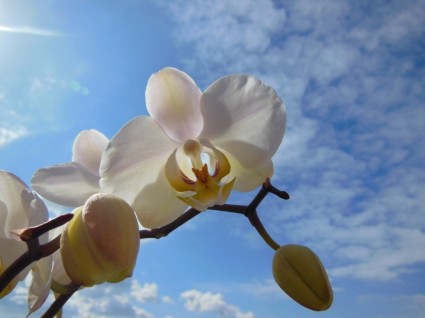 phong lan phalaenopsis nở mùa hè