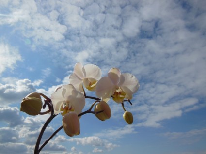 ดอกไม้กล้วยไม้ phalaenopsis