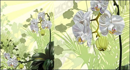 material de ilustração vetorial orquídea