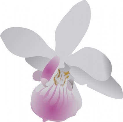 Orchidea-ClipArt