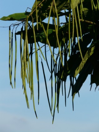 albero di frutti ordinaria catalpa