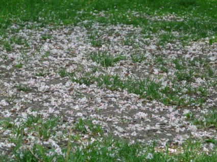 روسكاستاني العادية زهور العشب