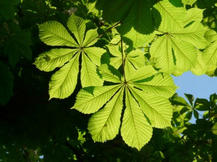 rosskastanie ordinario hojas de castaño