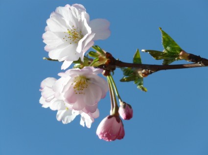 Ornamental Cherry Bud Flowers