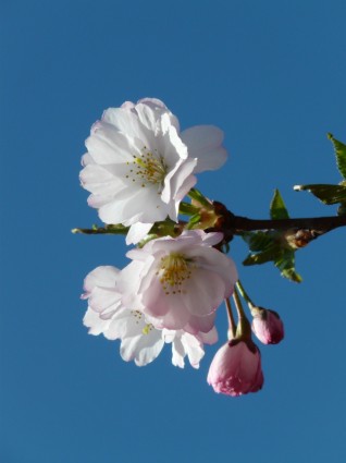 觀賞櫻桃芽花