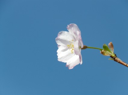 cerca de la flor de cerezo ornamental