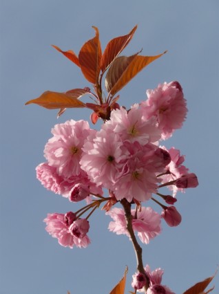 broto do galho floração ornamental de cereja