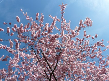 ornementales fleurs de cerisiers rose