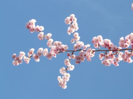 粉红色的观赏樱花花卉