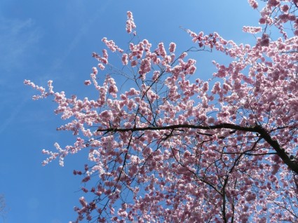 декоративные цветы вишни розовый