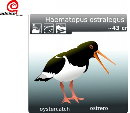 Ostrero Oyster Catcher Clip Art