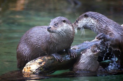 Otter hewan peliharaan alam