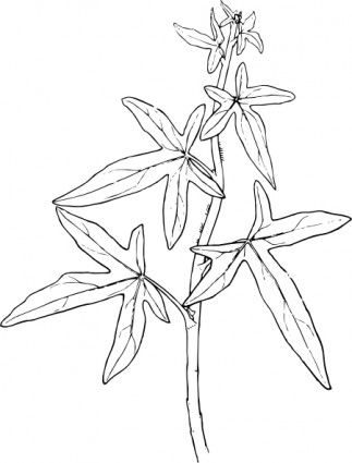 ClipArt pianta edera di contorno