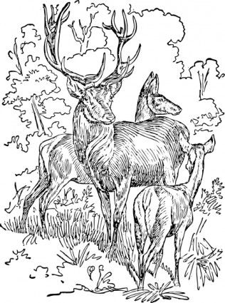 garis besar red deer clip art