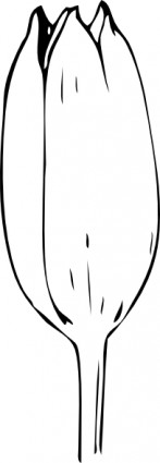garis besar tulip bud clip art