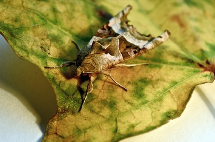 Civetta moth