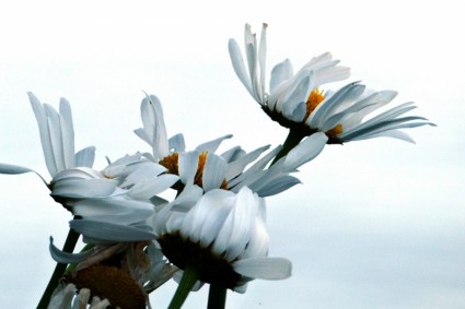 วัวตาธรรมชาติดอกไม้ daisys