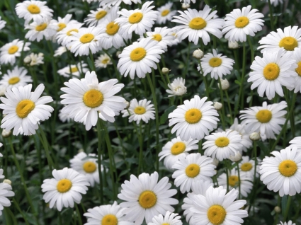 oxeye daisies วอลล์เปเปอร์ดอกไม้ธรรมชาติ