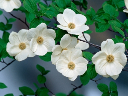 Pacific Dogwood Blossoms Wallpaper Flowers Nature