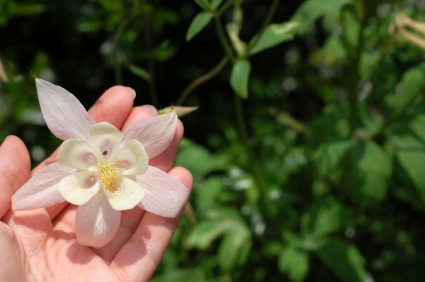 flor-de-rosa pálida