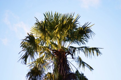 Palm e céu
