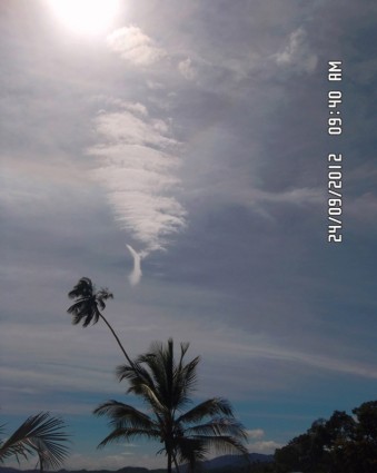 棕櫚和天空