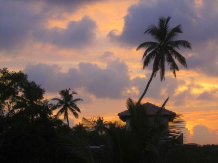 晚上光日落的棕榈