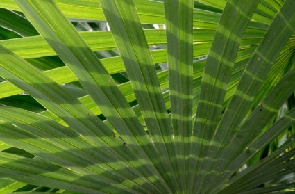 Palm, palm frondes feuille plante