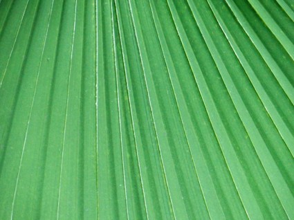 feuille de palmier
