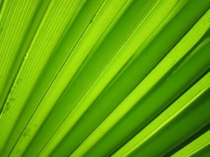 detalhe de folha de palmeira