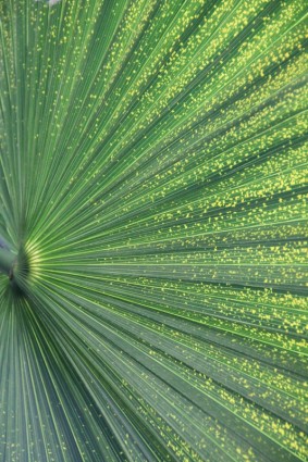 綠色的棕櫚葉植物
