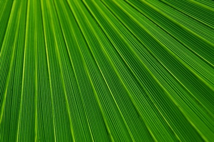 textura de folha de palmeira